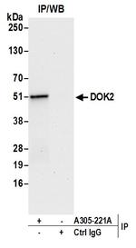 DOK2 Antibody in Immunoprecipitation (IP)