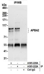 APBA2 Polyclonal Antibody