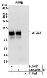 ATG9A Antibody in Immunoprecipitation (IP)
