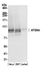 ATG9A Polyclonal Antibody