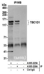 TBC1D1 Polyclonal Antibody