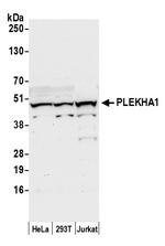PLEKHA1/TAPP1 Polyclonal Antibody