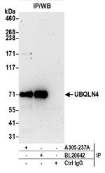 UBQLN4/CIP75/Ubiquilin 4 Antibody in Immunoprecipitation (IP)
