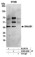 DNAJB1/Hsp40 Antibody in Immunoprecipitation (IP)