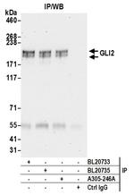GLI2 Polyclonal Antibody