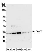 THOC7 Polyclonal Antibody