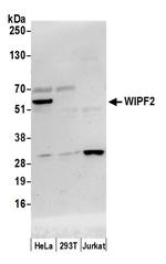 WIPF2/WIRE Polyclonal Antibody