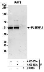 PLEKHA1/TAPP1 Polyclonal Antibody