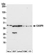 CASP9/Caspase 9 Polyclonal Antibody