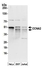 CCNA2/Cyclin A2 Polyclonal Antibody