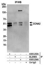 CCNA2/Cyclin A2 Polyclonal Antibody