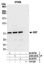 NSF Polyclonal Antibody