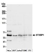 STXBP1/MUNC18-1 Polyclonal Antibody