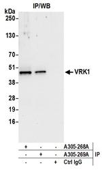VRK1 Polyclonal Antibody