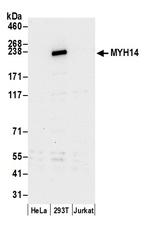 MYH14/Myosin-14 Polyclonal Antibody