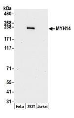 MYH14/Myosin-14 Polyclonal Antibody