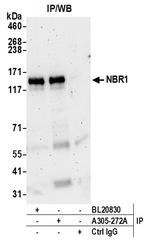NBR1 Antibody in Immunoprecipitation (IP)