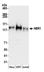 NBR1 Polyclonal Antibody