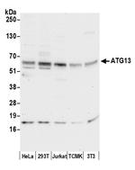 ATG13/KIAA0652 Antibody in Western Blot (WB)
