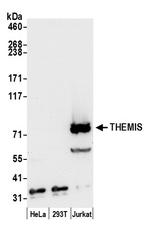 THEMIS Polyclonal Antibody