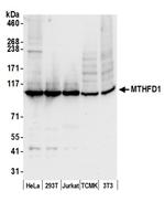 MTHFD1 Polyclonal Antibody