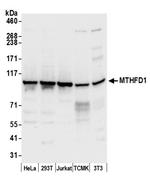 MTHFD1 Polyclonal Antibody
