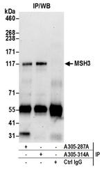 MSH3 Polyclonal Antibody