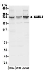 SORL1 Polyclonal Antibody