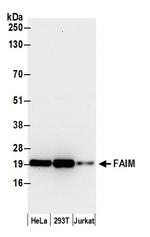 FAIM Polyclonal Antibody