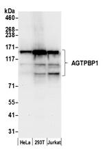 AGTPBP1 Polyclonal Antibody