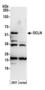 Occludin Antibody in Western Blot (WB)