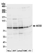 ACO2/Aconitase Polyclonal Antibody