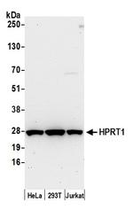 HPRT1 Polyclonal Antibody