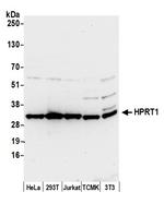 HPRT1 Polyclonal Antibody