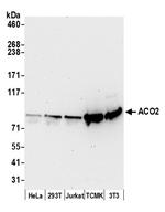 ACO2/Aconitase Polyclonal Antibody