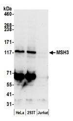 MSH3 Polyclonal Antibody