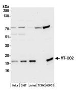 MT-CO2 Polyclonal Antibody