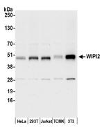WIPI2 Polyclonal Antibody