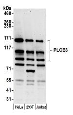 PLCB3 Polyclonal Antibody