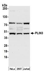 PLIN3 Polyclonal Antibody