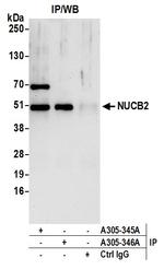 NUCB2 Polyclonal Antibody