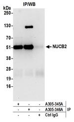 NUCB2 Antibody in Immunoprecipitation (IP)