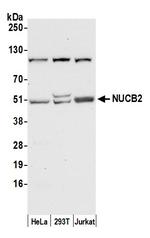 NUCB2 Polyclonal Antibody