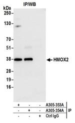 HMOX2 Polyclonal Antibody