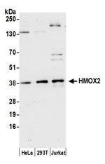 HMOX2 Polyclonal Antibody