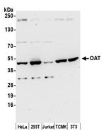 OAT Polyclonal Antibody