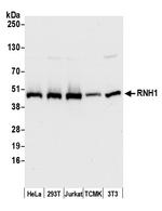 RNH1 Polyclonal Antibody