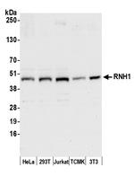 RNH1 Polyclonal Antibody