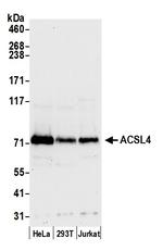 ACSL4/FACL4 Polyclonal Antibody
