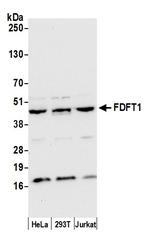 FDFT1 Polyclonal Antibody